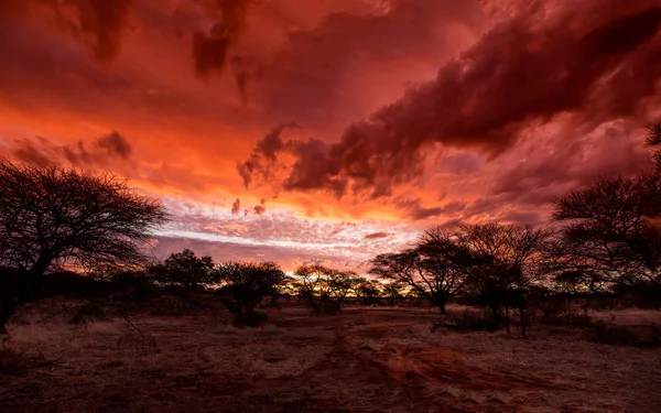 Uitzicht Bomen Dramatische Zonsondergang Zuidelijke Afrikaanse Savanne — Stockfoto