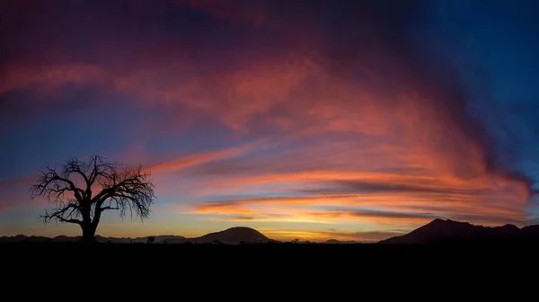 ağaç siluet dramatik günbatımı arka plan, Namibya Çölü üzerinde