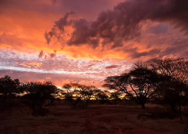 ağaçlar ve dramatik günbatımı görünümünde Güney Afrika savana