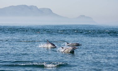 Pod yanlış Bay, Güney Afrika yüzme yunuslar