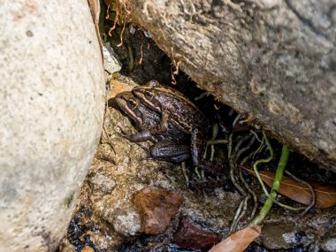 çiftleşme Güney Afrika'da Cape nehir kurbağalar çifti