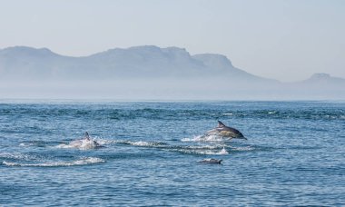 Pod yanlış Bay, Güney Afrika yüzme yunuslar