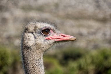 arka plan bulanık kafasına devekuşu portresi