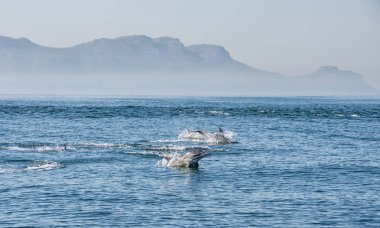 Pod yanlış Bay, Güney Afrika yüzme yunuslar
