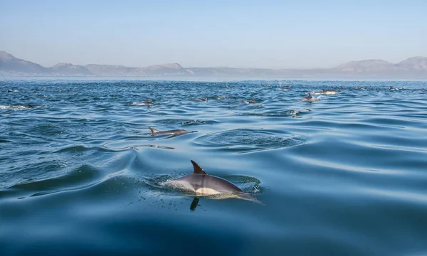 Pod yanlış Bay, Güney Afrika yüzme yunuslar