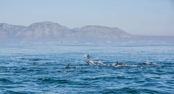 Pod Dolphins Swimming False Bay South Africa — Stock Photo, Image