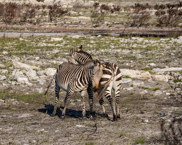 Pair Cape Mountain Zebras Standing Southern Africa — Stock Photo, Image