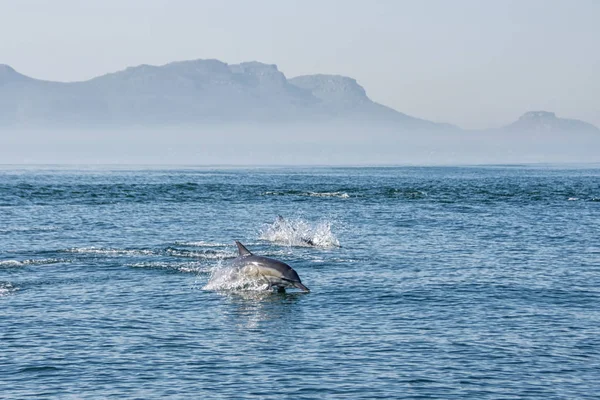 Pod Dolphins Swimming False Bay South Africa — Stock Photo, Image