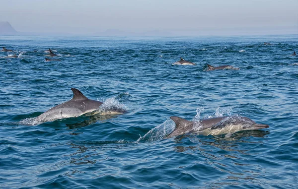 pod of dolphins swimming in False Bay, South Africa