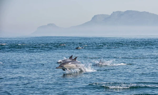 pod of dolphins swimming in False Bay, South Africa
