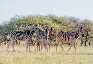 Bayağı Zebra içinde Güney Afrika savana bir çift