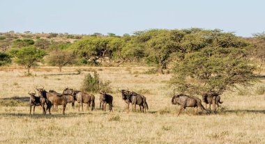 Güney Afrika savana mavi antilop sürüsü