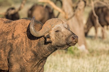 Güney Afrika savana bir Cape Buffalo boğa portresi