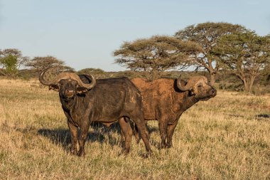 Güney Afrika savana bir Cape Buffalo boğa portresi