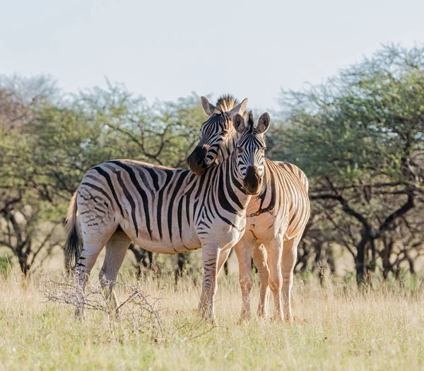 Par Cebras Burchell Sabana Del Sur África — Foto de Stock