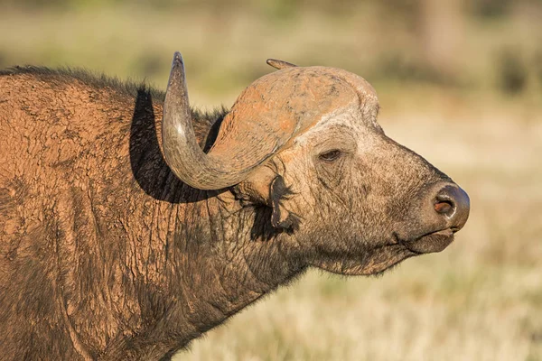 Retrato Touro Cabo Buffalo Savana África Austral — Fotografia de Stock
