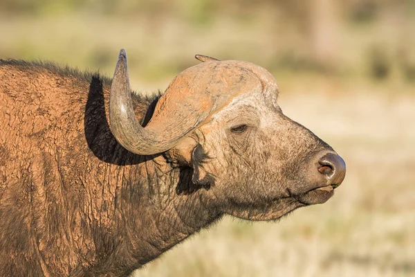 Retrato Toro Del Cabo Búfalo Sabana Del Sur África — Foto de Stock