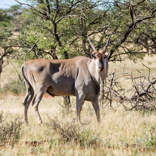 Güney Afrika Savana Bir Eland Boğa — Stok fotoğraf