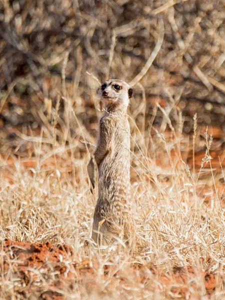 Ένα Meerkat Στο Φρουρός Στη Νότια Αφρικανική Σαβάνα — Φωτογραφία Αρχείου