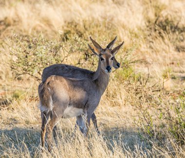 Bir grup Güney Afrika savana dağ Reedbuck