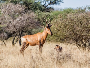 Bir kadın kırmızı Hartebeest Güney Afrika savana onun buzağı ile