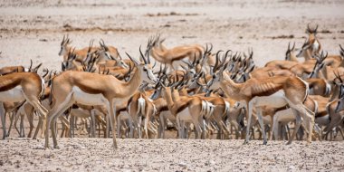 Namibya savana bir sulama delik, Springbok antilop sürüsü