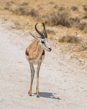 Namibya savana bir Springboks antilop portresi