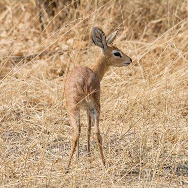 Güney Afrika savana bir Steenbok ceylan 