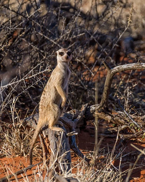 Een Meerkat Schildwacht Zuidelijke Afrikaanse Savanne — Stockfoto