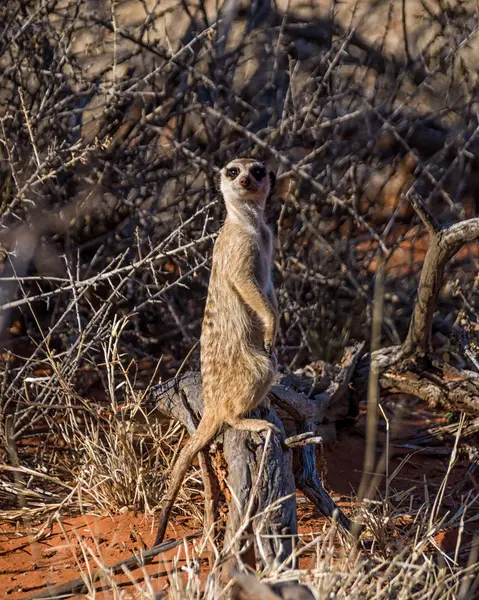 Meerkat Sentinelle Dans Savane Afrique Australe — Photo
