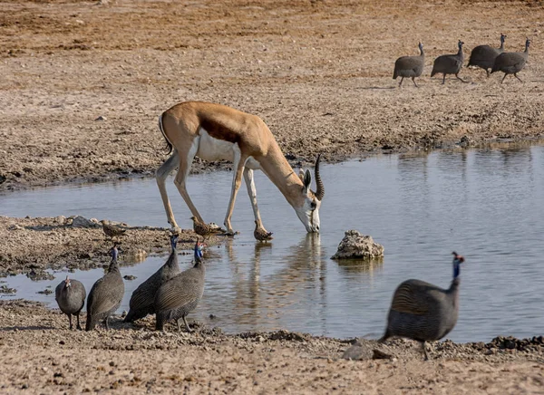 Springbok Antilop Och Fåglar Dricka Vid Ett Vattenhål Den Namibiska — Stockfoto
