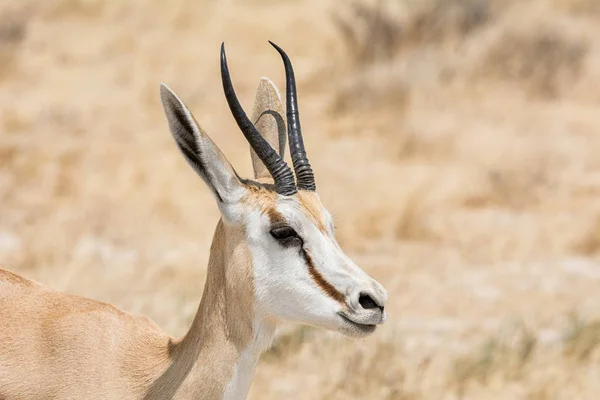 Ritratto Antilope Springbok Nella Savana Namibiana — Foto Stock