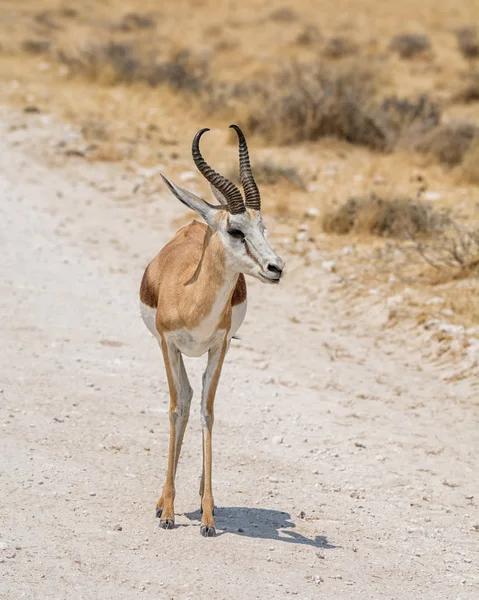 Portret Antylopy Springbok Sawanny Namibii — Zdjęcie stockowe