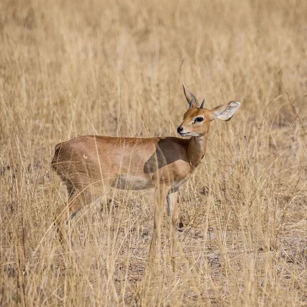 Namibya savana içinde bir erkek Steenbok