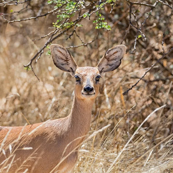 Namibya Savana Bir Steenbok Antilop — Stok fotoğraf