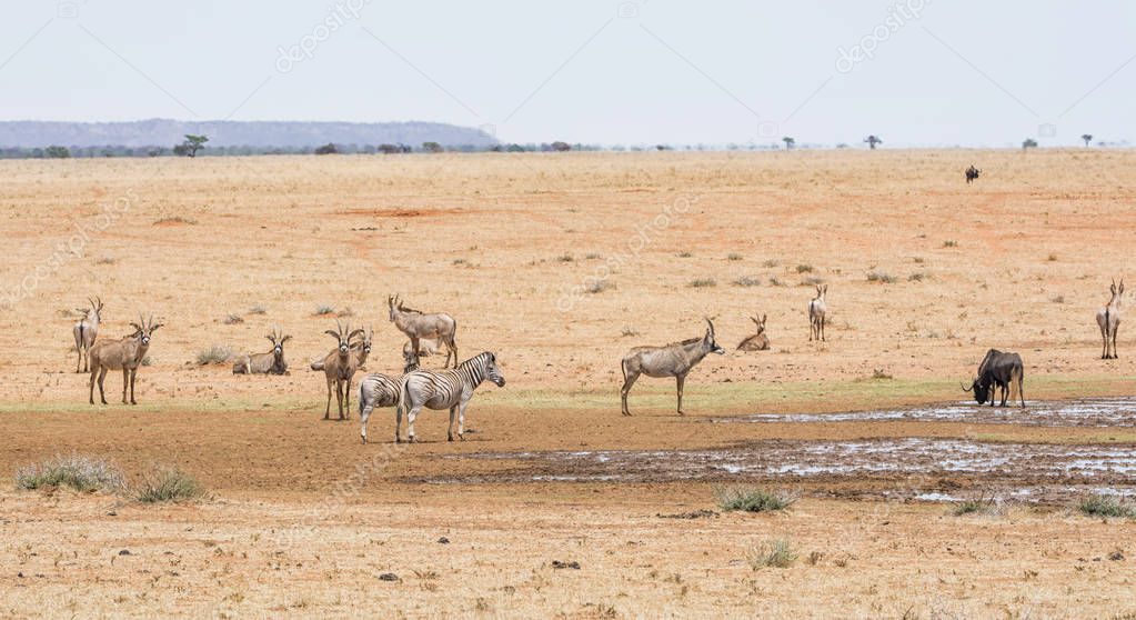 A herd of Roan antelope and Zebra at a watering hole in Southern African savanna