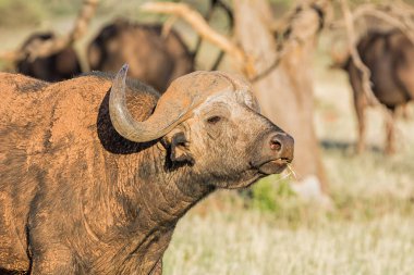 Güney Afrika savana bir Cape Buffalo boğa portresi
