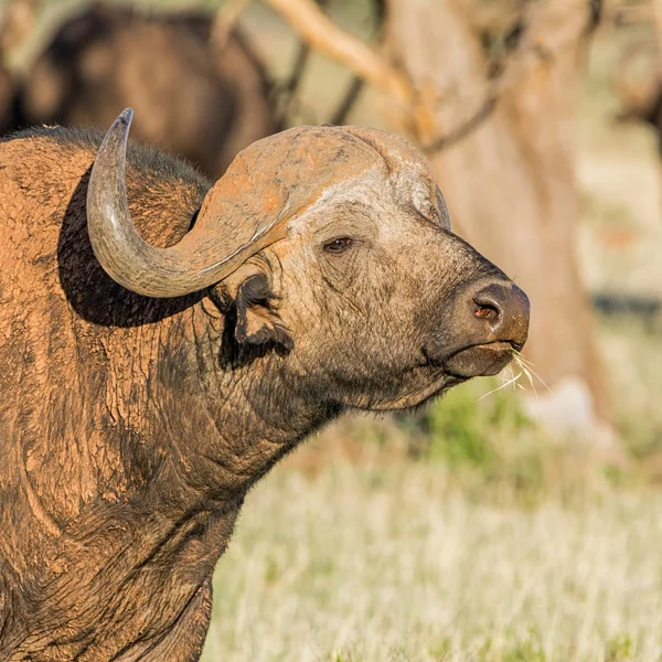 Portrait Taureau Cape Buffalo Savane Afrique Australe — Photo
