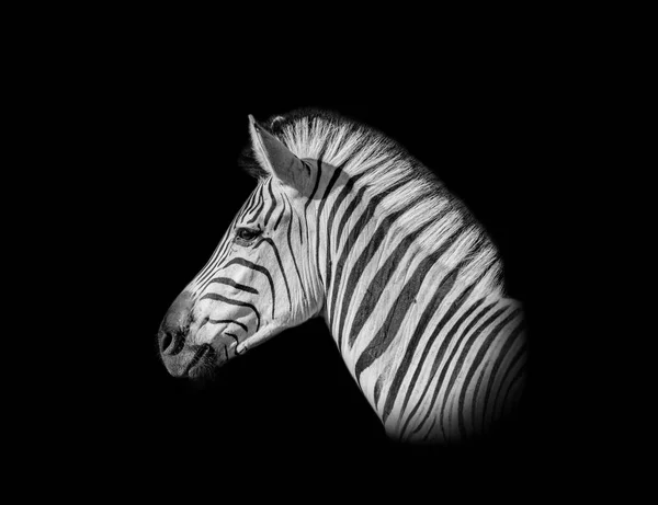 Bir Burchell Tek Renkli Bir Portresini Savannah Güney Afrika Zebra — Stok fotoğraf