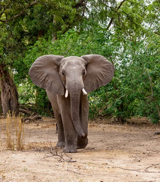 An adult African Elephant in Southern African savanna