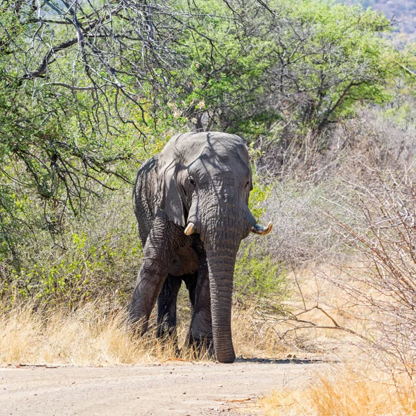 Slon Africký Býk Chůzi Cestě Jižní Africe — Stock fotografie