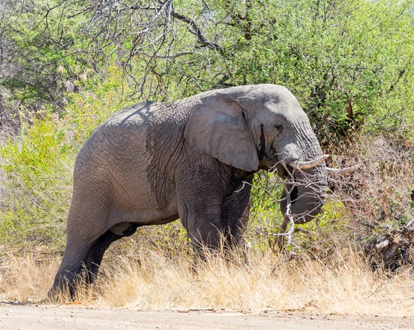 Ein Afrikanischer Elefant Auf Nahrungssuche Der Südafrikanischen Savanne — Stockfoto