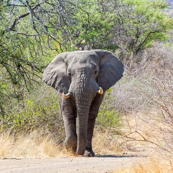 Африканський Слон Бик Йшов Трасі Південній Африці — стокове фото