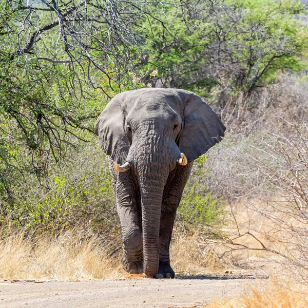 Slon Africký Býk Chůzi Cestě Jižní Africe — Stock fotografie