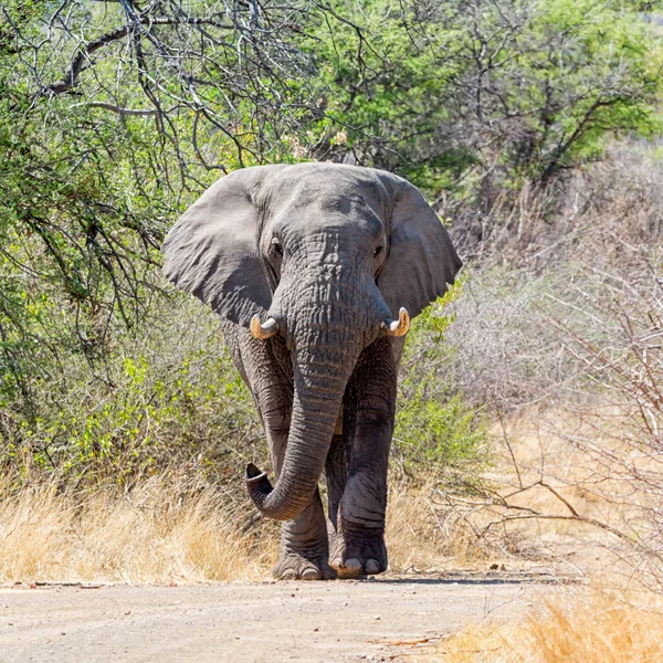 Toro Elefante Africano Caminando Por Una Pista Sur África — Foto de Stock
