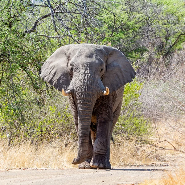 Африканський Слон Бик Йшов Трасі Південній Африці — стокове фото