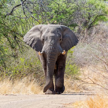 Güney Afrika'da bir parça aşağı yürüyüş bir Afrika fili boğa