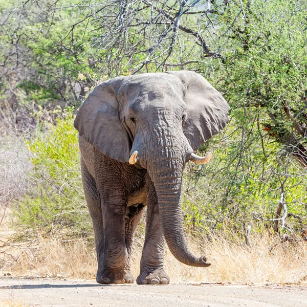 Slon Africký Býk Chůzi Cestě Jižní Africe — Stock fotografie