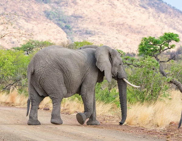 An African Elephant crossing a track in Southern African savanna