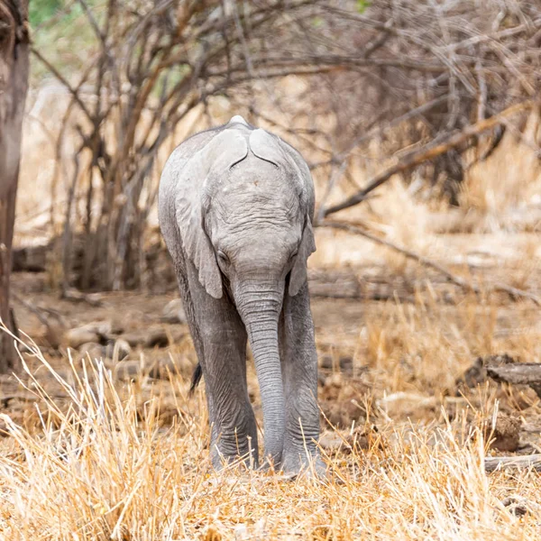 An African Elephant calf in Southern African savanna woodland